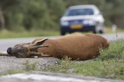 Bigger view of Nederlandse Jagersvereniging   Verkeersveilig voor mens ?  Dodelijk voor wild !